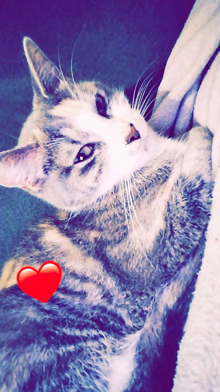 Kuïna a rejoint le concours — aidez-le/la à gagner de superbes lots ! art, azure, carnivore, cat, close_up, cloud, domestic_short_haired_cat, door, electric_blue, eye, felidae, fur, head, jaw, organism, paw, sky, small_to_medium_sized_cats, snout, whiskers