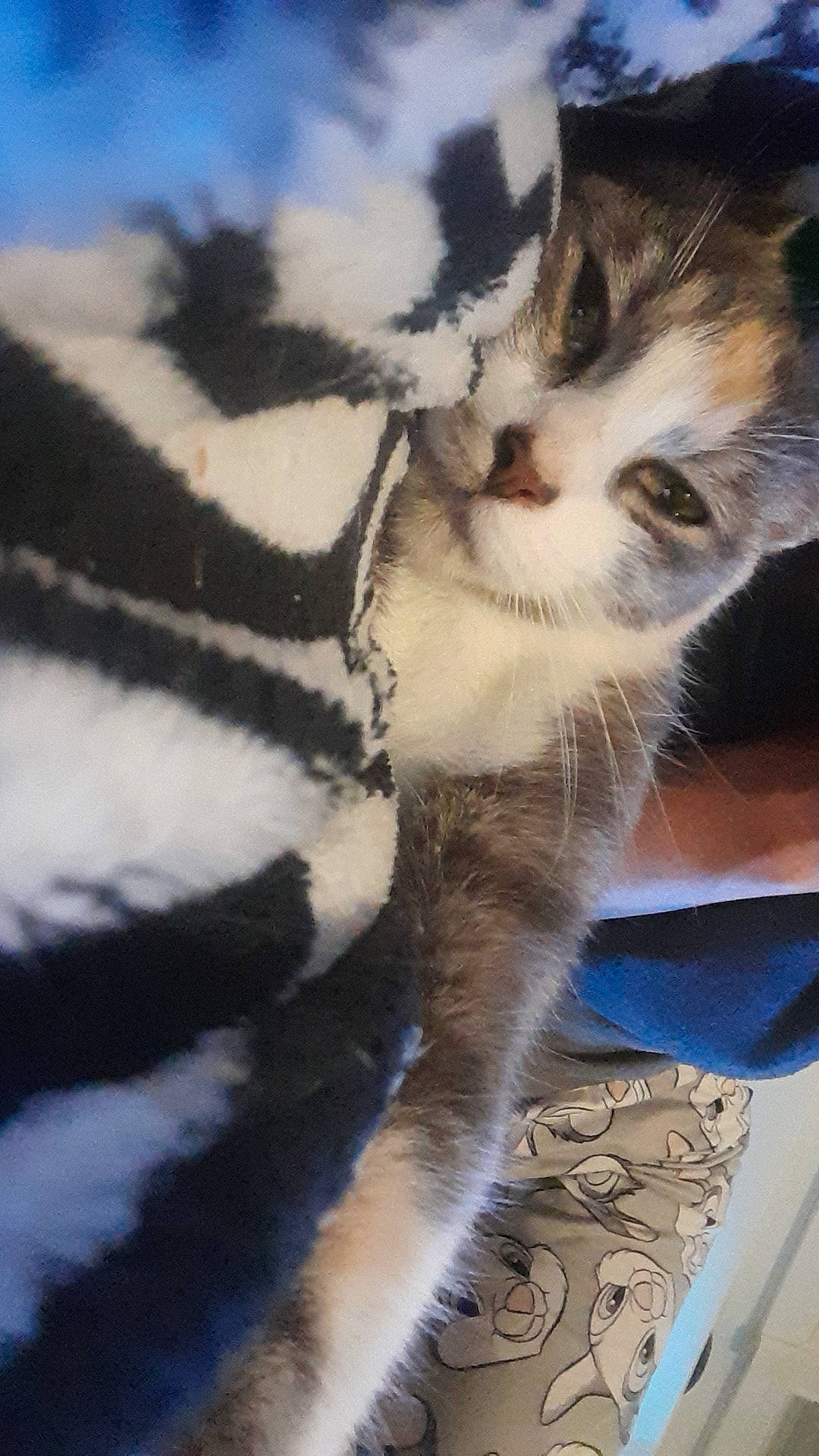 Kuïna a rejoint le concours — aidez-le/la à gagner de superbes lots ! carnivore, cat, claw, comfort, domestic_short_haired_cat, eye, fawn, felidae, foot, fur, nap, paw, photo_caption, small_to_medium_sized_cats, tail, terrestrial_animal, whiskers