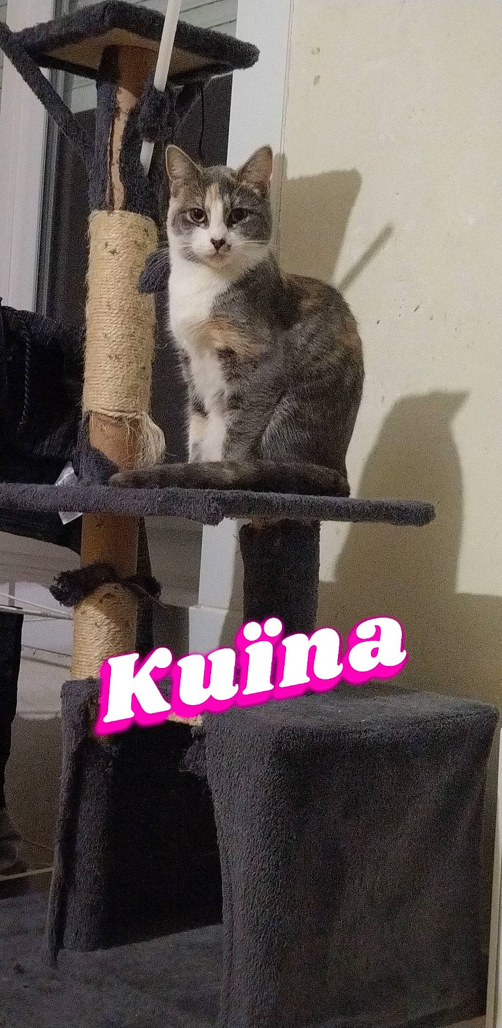Kuïna a rejoint le concours — aidez-le/la à gagner de superbes lots ! carnivore, cat, cat_furniture, cat_supply, comfort, curtain, domestic_short_haired_cat, felidae, font, fur, grey, internet_meme, magenta, pet_supply, photo_caption, rectangle, sleeve, small_to_medium_sized_cats, tail, whiskers