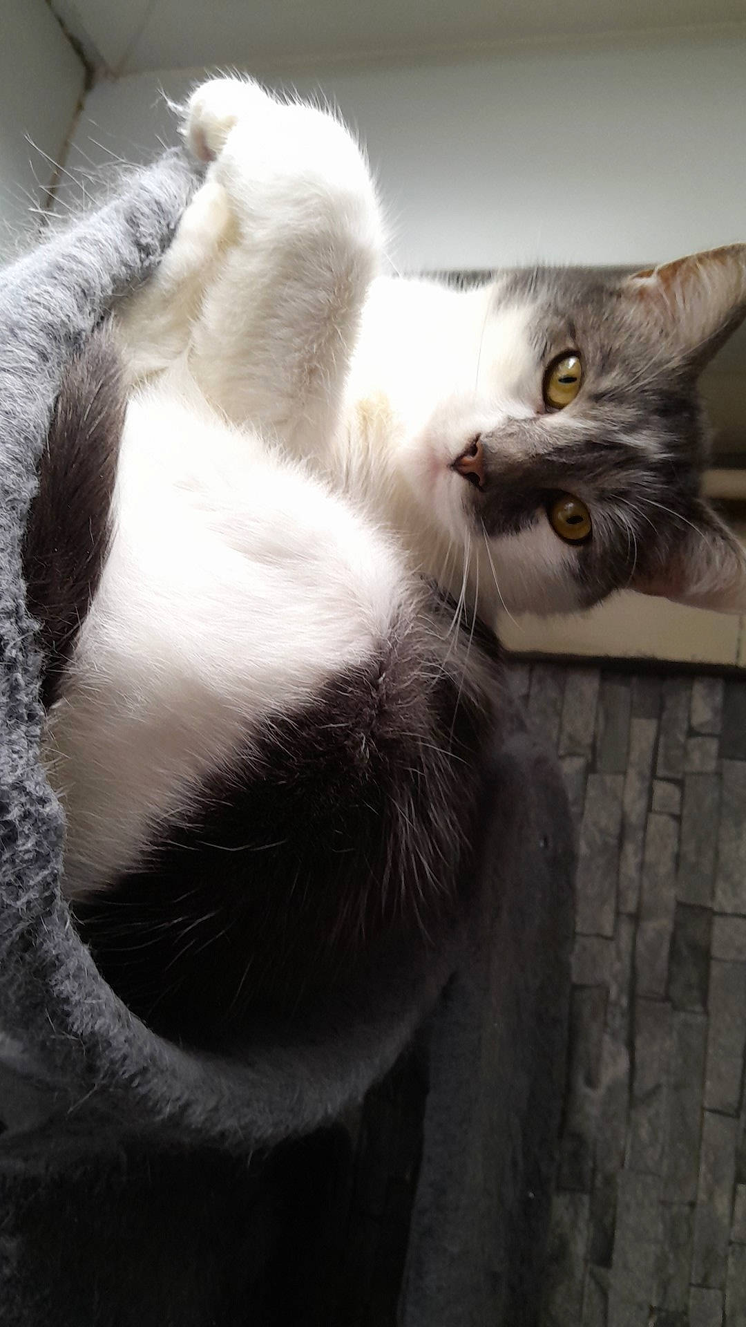 Balou participe au concours pour gagner de l'argent avec cette photo : carnivore, cat, claw, comfort, domestic_short_haired_cat, felidae, fur, grey, paw, small_to_medium_sized_cats, snout, tail, whiskers