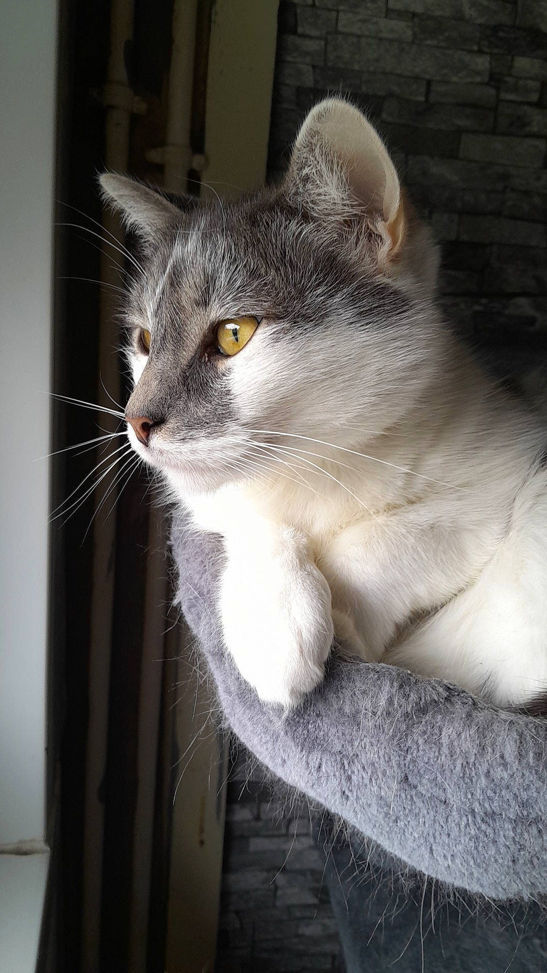 Balou a rejoint le concours — aidez-le/la à gagner de superbes lots ! carnivore, cat, cat_furniture, curious, domestic_short_haired_cat, eye, felidae, fur, grey, small_to_medium_sized_cats, snout, tail, whiskers, window