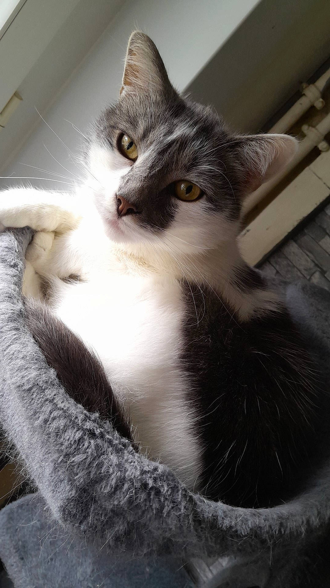 Balou a rejoint le concours — aidez-le/la à gagner de superbes lots ! carnivore, cat, claw, domestic_short_haired_cat, eye, felidae, fur, grey, monochrome, monochrome_photography, paw, plant, sitting, small_to_medium_sized_cats, snout, tail, terrestrial_animal, tree, whiskers, window