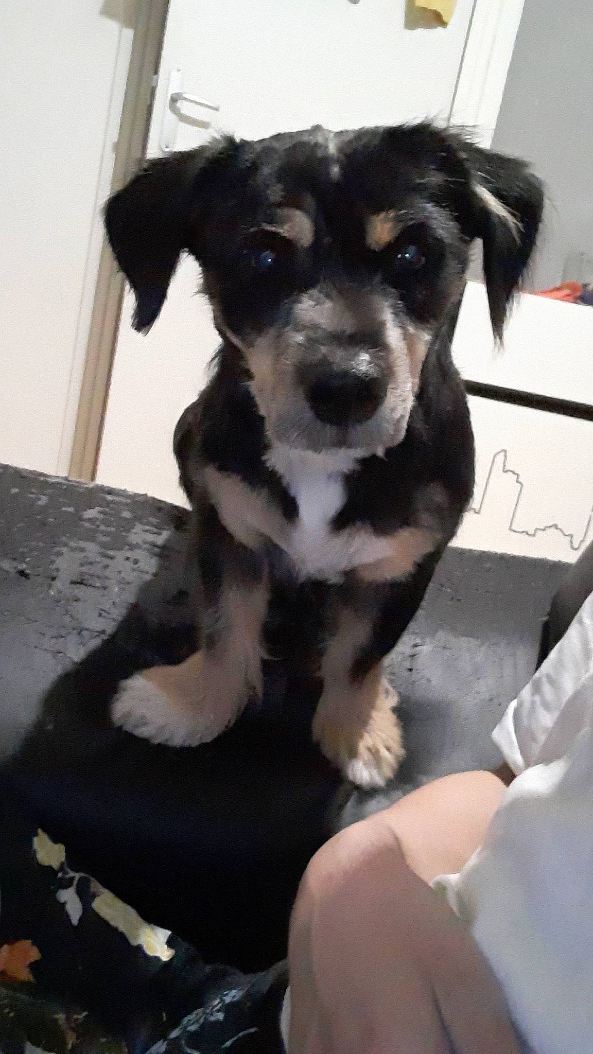 Locky a rejoint le concours — aidez-le/la à gagner de superbes lots ! canidae, carnivore, companion_dog, dog, dog_breed, fur, non_sporting_group, puppy, small_terrier, snout, sporting_group, terrestrial_animal, terrier, toy_dog, waste_container, whiskers, working_animal, working_dog