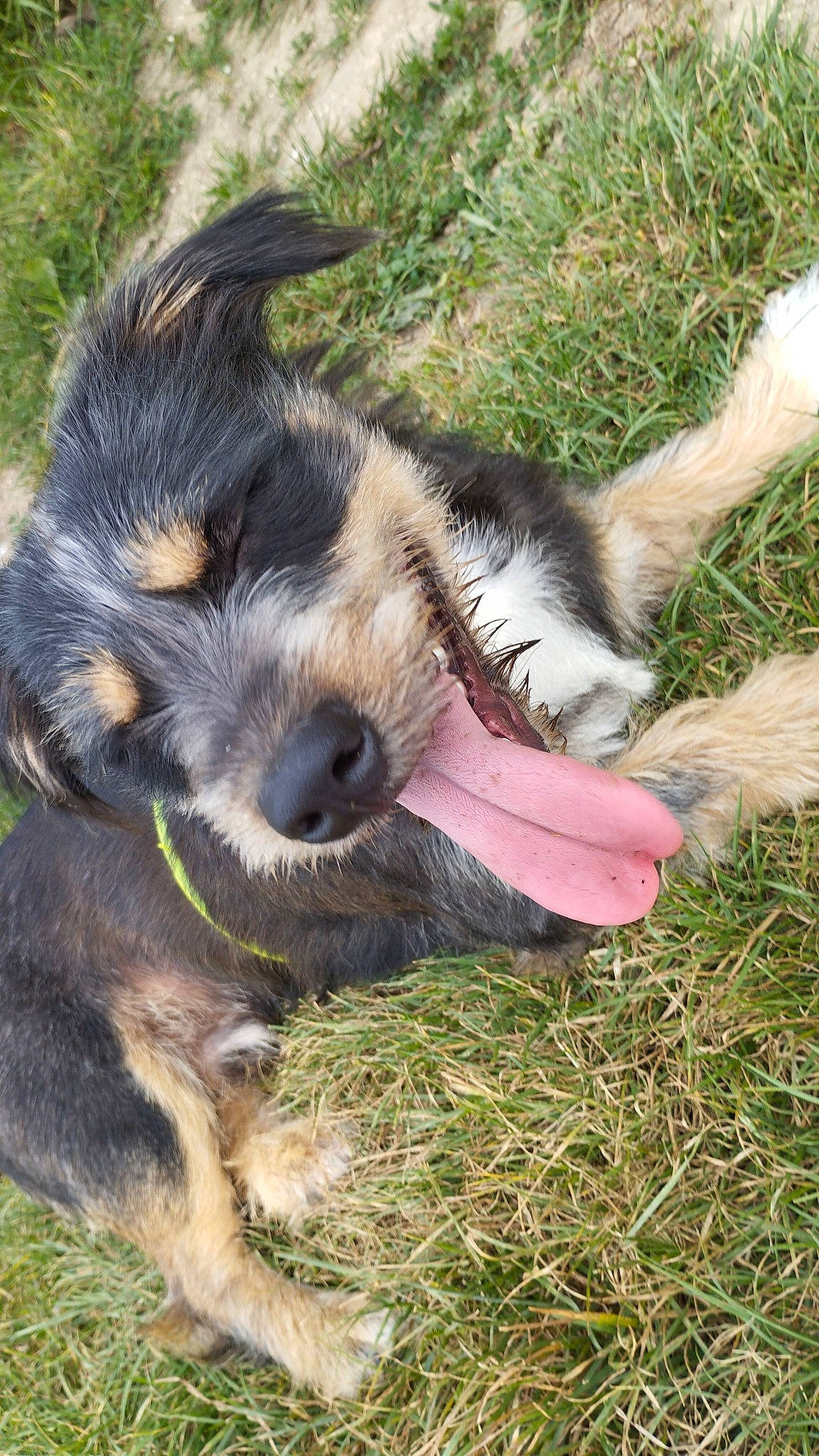 Locky a rejoint le concours — aidez-le/la à gagner de superbes lots ! canidae, carnivore, companion_dog, dog, dog_breed, fur, grass, paw, plant, snout, sporting_group, tail, terrestrial_animal, working_dog