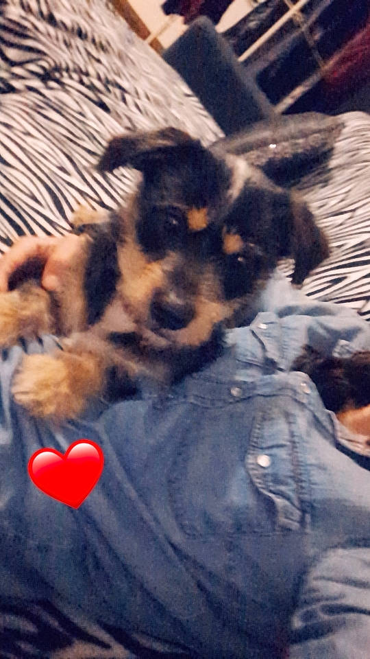 Locky participe au concours pour gagner de l'argent avec cette photo : canidae, carnivore, comfort, companion_dog, dog, dog_breed, dog_supply, felidae, fur, guard_dog, mammal, paw, puppy, puppy_love, small_terrier, snout, sporting_group, toy_dog, vertebrate, working_dog