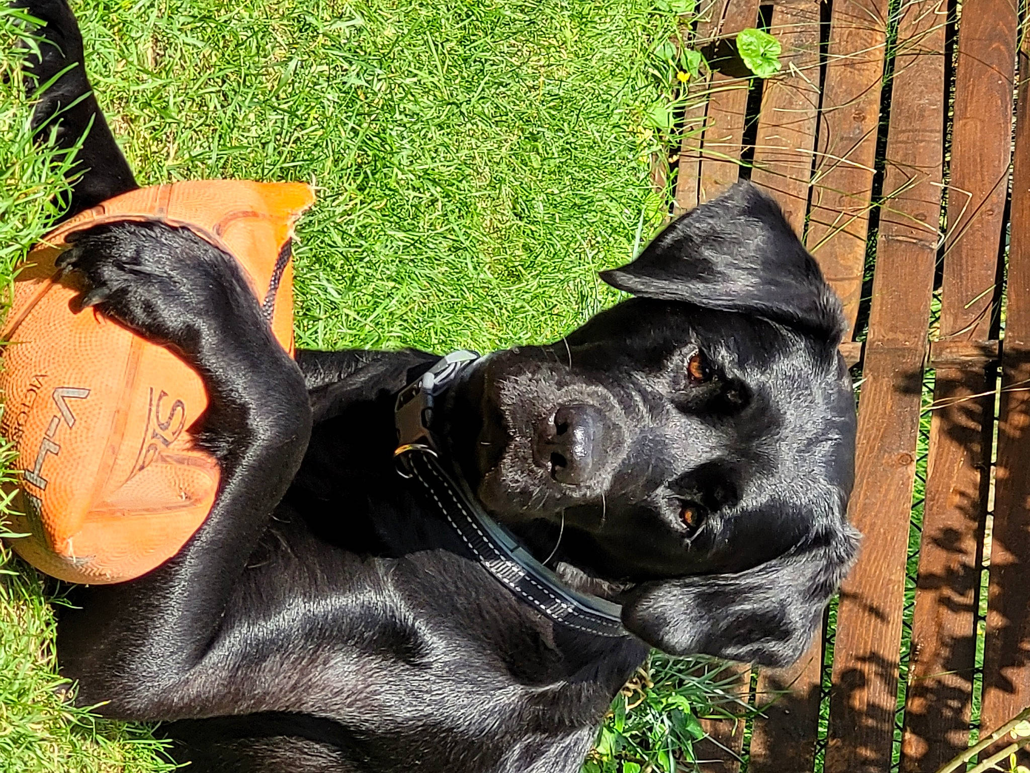 Juna a rejoint le concours — aidez-le/la à gagner de superbes lots ! art, canidae, carnivore, collar, companion_dog, dog, dog_breed, dog_collar, dog_supply, fawn, grass, lawn_ornament, personal_protective_equipment, pet_supply, plant, sculpture, snout, sporting_group, terrestrial_animal, working_animal