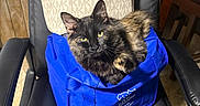 Mystic Khaos is registered to the contest to win money with this photo: animal, black_chair, blue_bag, cat, cozy, curious, domestic, floor, fur, furniture, handbag, indoor, michael_kors, office_chair, pet, relaxed, seated, table, tortoiseshell_cat, wood_paneling