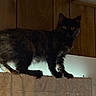animal, black_cat, cat, claws, curtain, curtain_rod, dark, domestic_animal, ears, feline, fur, indoor, looking, mammal, pet, shadow, standing, whiskers, wood_paneling, yellow_eyes