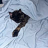 animal, bed, blanket, cat, comfort, cozy, cute, domestic, feline, fur, indoor, paw, pet, relaxing, resting, sleeping, snuggled, soft, tortoiseshell_cat, warm