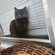 Mystic Khaos joined the competition — help win amazing prizes! animal, blinds, cat, closeup, curious, dark_fur, feline, glass, home, indoor, pet, quiet, reflection, shadow, sitting, still_life, texture, wicker_basket, window, yellow_eyes