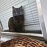 animal, blinds, cat, closeup, curious, dark_fur, feline, glass, home, indoor, pet, quiet, reflection, shadow, sitting, still_life, texture, wicker_basket, window, yellow_eyes