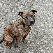 Youki a rejoint le concours — aidez-le/la à gagner de superbes lots ! alert, animal, brindle, canine, companion, cute, dog, ears, eyes, friendly, fur, gravel, looking_up, loyal, muzzle, outdoor, paw, pet, sitting, waiting