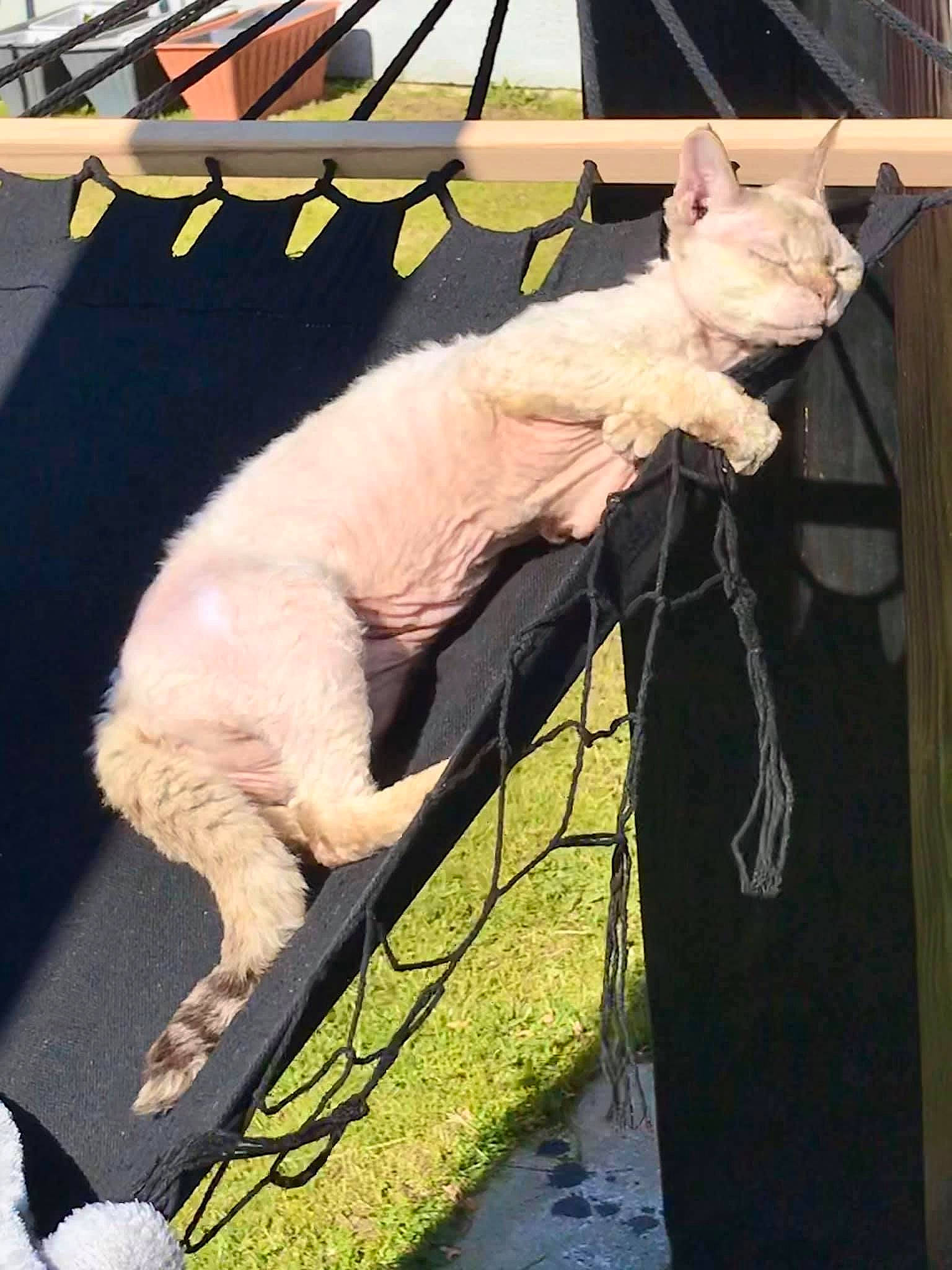 Lexi is registered to the contest to win money with this photo: canidae, carnivore, collar, companion_dog, dog_breed, fawn, felidae, fur, goats, grass, hat, leash, livestock, sheep, small_to_medium_sized_cats, snout, sporting_group, tail, whiskers, working_animal