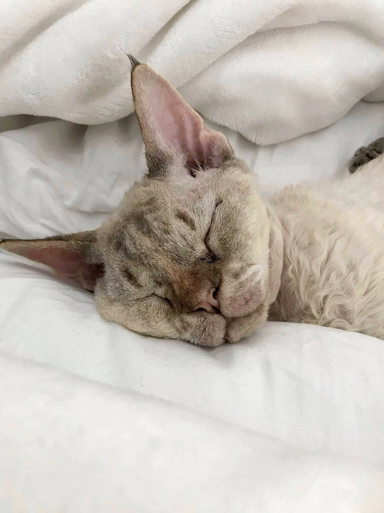 Lexi is registered to the contest to win money with this photo: bedding, carnivore, cat, claw, comfort, domestic_short_haired_cat, fawn, felidae, fur, grey, linens, nap, paw, sleep, small_to_medium_sized_cats, snout, tail, terrestrial_animal, whiskers