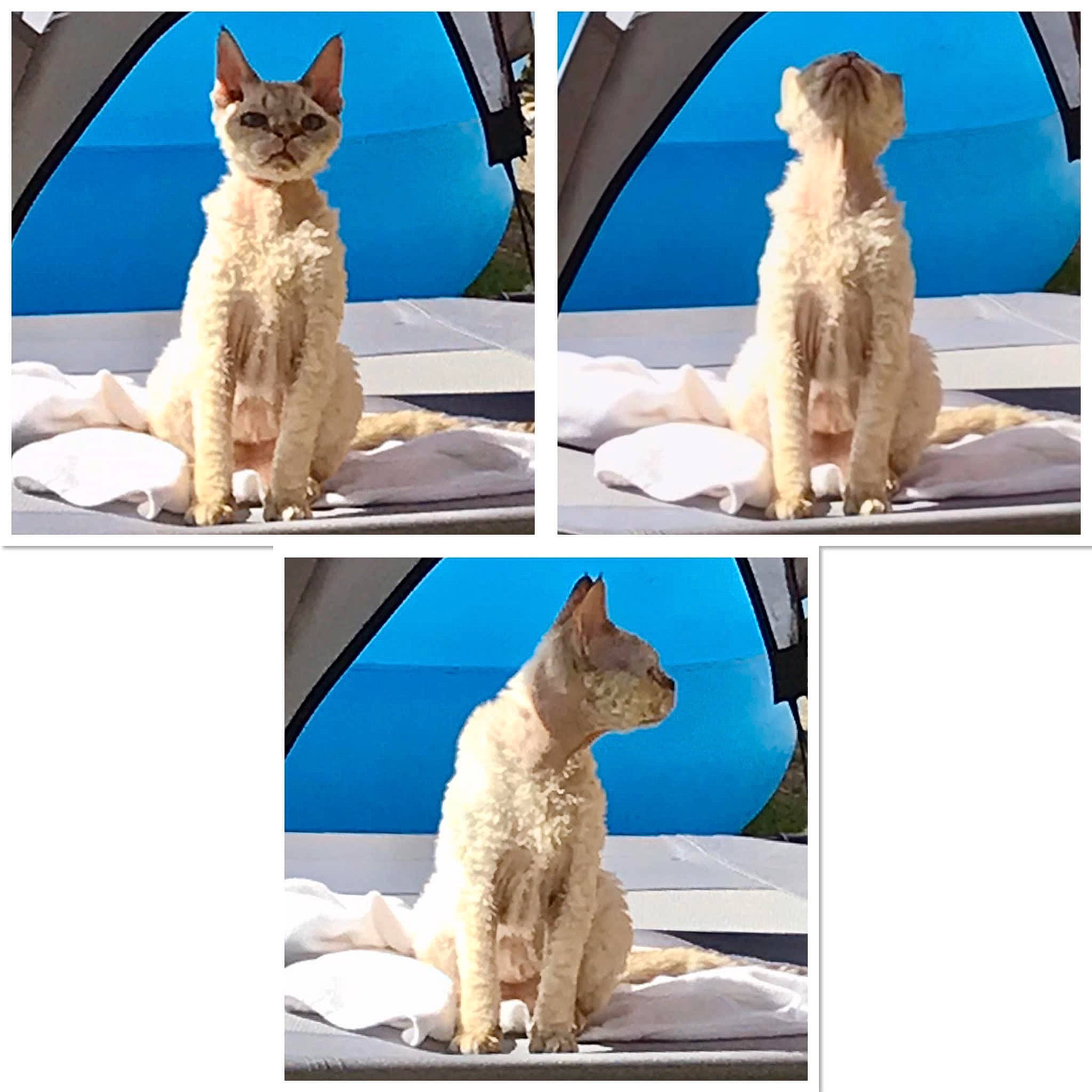 Lexi joined the competition — help win amazing prizes! art, azure, blue, carnivore, cat, cat_supply, companion_dog, electric_blue, felidae, fur, mammal, organism, pet_supply, photograph, rectangle, small_to_medium_sized_cats, snapshot, stock_photography, vertebrate, white