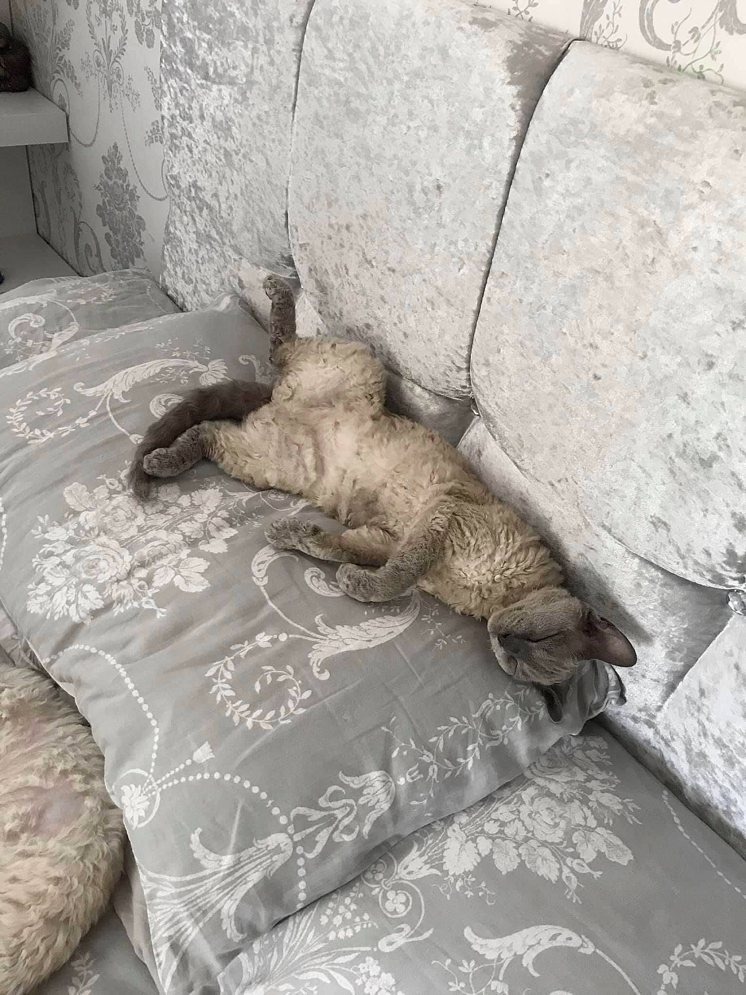 Tattie is registered to the contest to win money with this photo: bed_sheet, bedding, bedroom, cat, comfort, concrete, duvet, felidae, flooring, font, fur, grey, linens, room, small_to_medium_sized_cats, wood