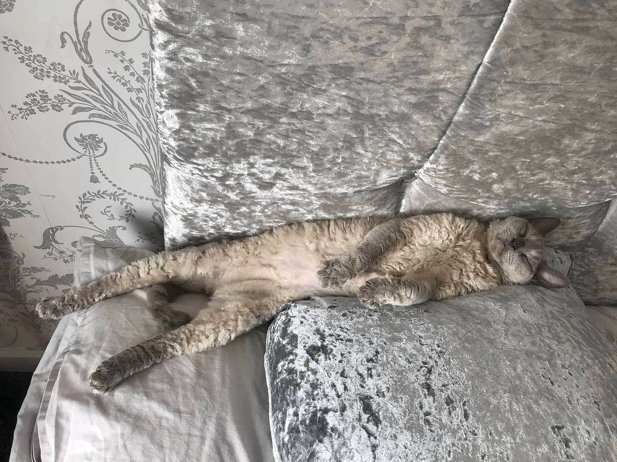 Tattie is registered to the contest to win money with this photo: carnivore, cat, claw, domestic_short_haired_cat, felidae, flooring, fur, grey, human_leg, linens, monochrome, monochrome_photography, plant, small_to_medium_sized_cats, tail, terrestrial_animal, tree, trunk, whiskers, wood