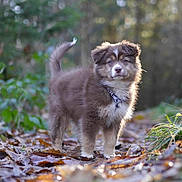 Uguette a rejoint le concours — aidez-le/la à gagner de superbes lots ! alert, animal, autumn, background_blur, brown, canine, collar, cute, dog, fluffy, forest, fur, leaves, nature, outdoor, pet, puppy, standing, white, young