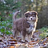 alert, animal, autumn, background_blur, brown, canine, collar, cute, dog, fluffy, forest, fur, leaves, nature, outdoor, pet, puppy, standing, white, young