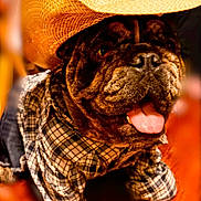 Caos is registered to the contest to win money with this photo: animal, black, brown, bulldog, canine, close_up, costume, cowboy_hat, cute, dog, domestic_animal, floor, happy, hat, indoor, pet, plaid_shirt, portrait, smiling, tongue_out