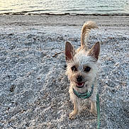 Tony joined the competition — help win amazing prizes! dog, small_dog, beach, sand, water, happy, pet, outdoor, canine, ears, tail, leash, smiling, cute, animal, nature, daylight, playful, fur, closeup