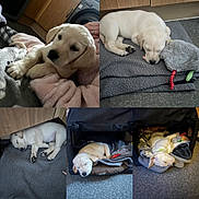Max is registered to the contest to win money with this photo: puppy, dog, sleeping, white_dog, blanket, bed, indoors, cozy, floor, paw, cute, resting, pet, animal, canine, fur, young_animal, domestic_animal, soft, relax