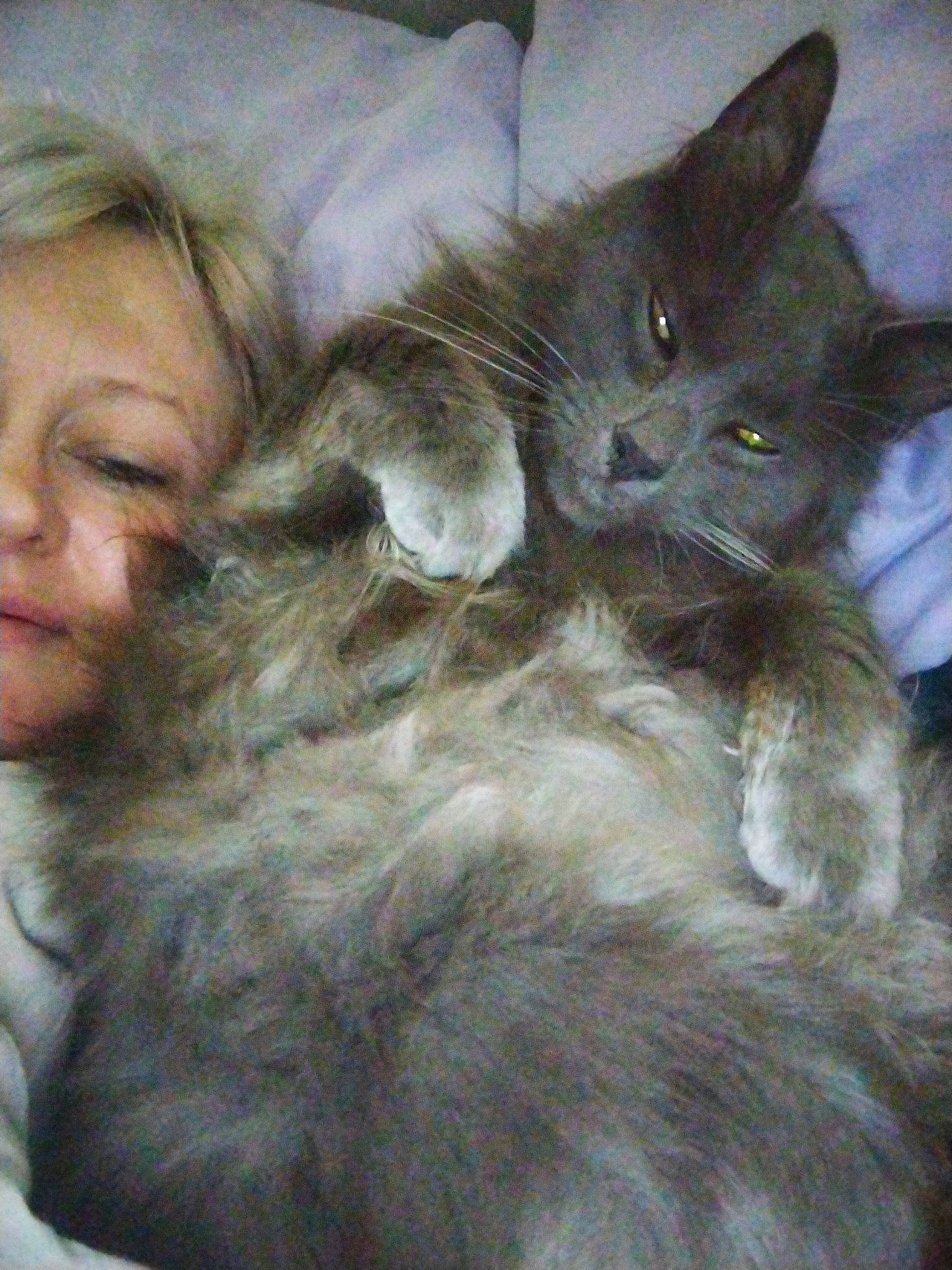 Bebe a rejoint le concours — aidez-le/la à gagner de superbes lots ! carnivore, cat, claw, comfort, domestic_short_haired_cat, ear, fawn, felidae, fur, gesture, grey, lap, paw, small_to_medium_sized_cats, smile, snout, tail, whiskers