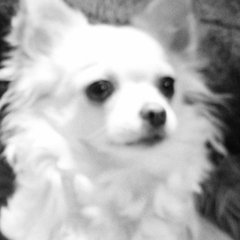 Chanel participe au concours pour gagner de l'argent avec cette photo : animal, canine, chihuahua, cockerspaniel, dog, eskimodog, papillon, pet, puppy, terrier, whitedog