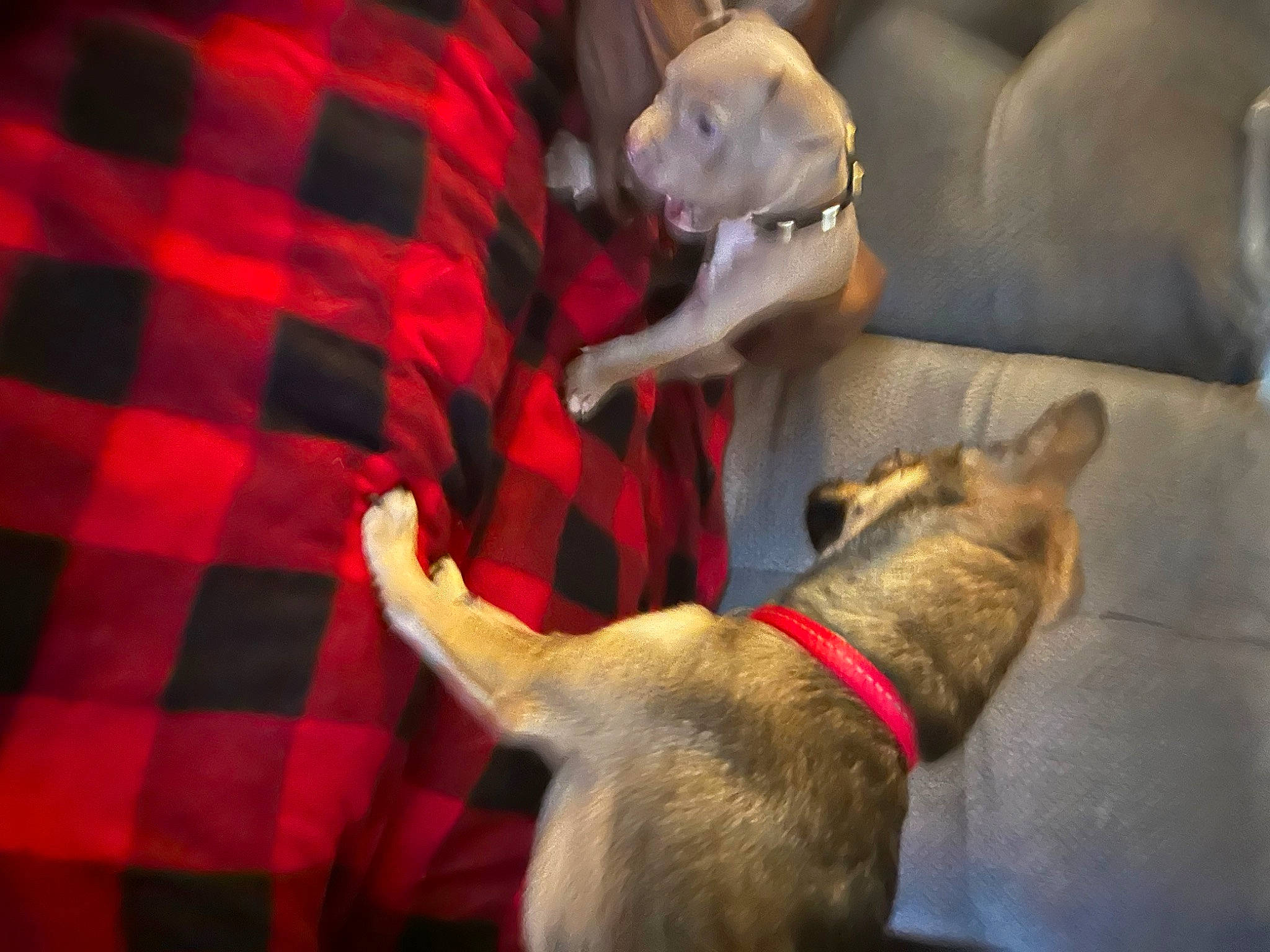 Lucky joined the competition — help win amazing prizes! canidae, carnivore, collar, comfort, companion_dog, dog, dog_breed, dog_collar, event, fawn, fur, guard_dog, pattern, pet_supply, plaid, snout, sporting_group, tartan, toy_dog, working_animal