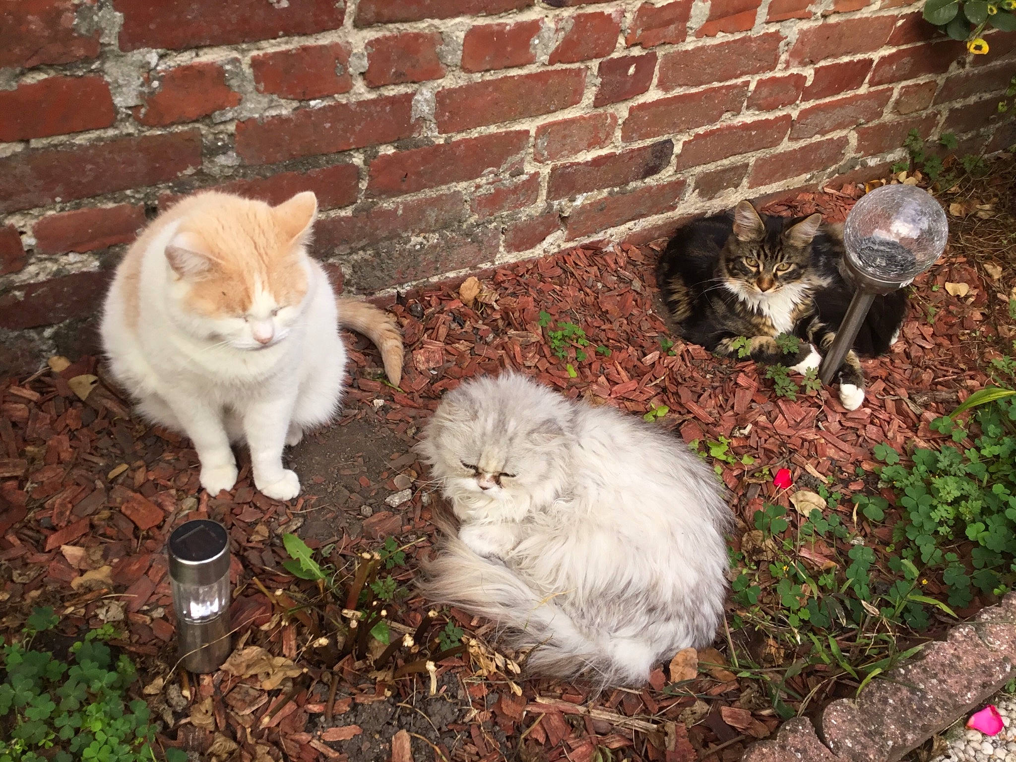 Gribouille a rejoint le concours — aidez-le/la à gagner de superbes lots ! british_semi_longhair, carnivore, cat, cymric, domestic_long_haired_cat, domestic_short_haired_cat, european_shorthair, fawn, felidae, fur, grass, kitten, mammal, norwegian_forest_cat, persian, plant, ragamuffin, siberian, small_to_medium_sized_cats, whiskers