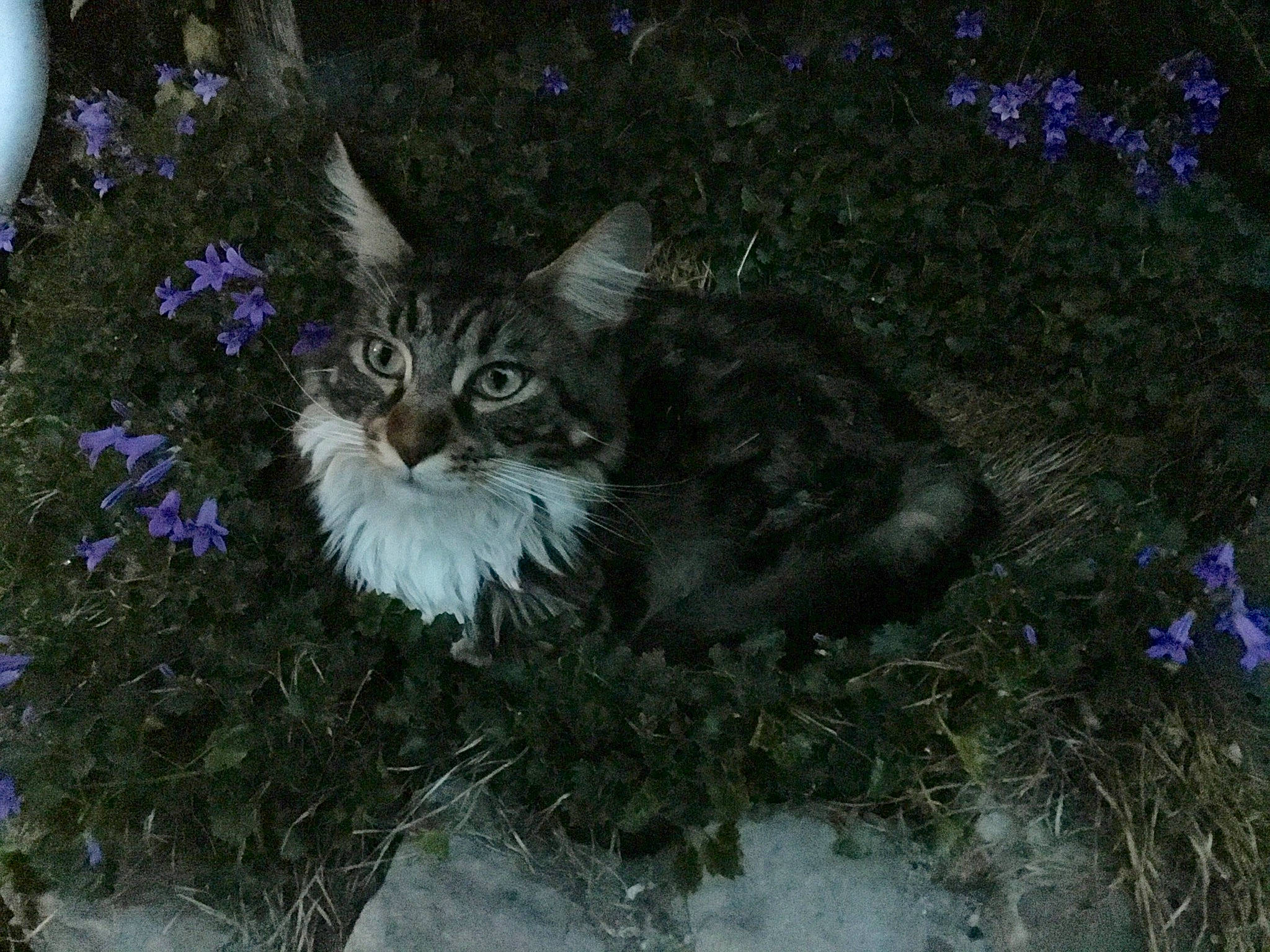 Symba participe au concours pour gagner de l'argent avec cette photo : asian_semi_longhair, carnivore, cat, domestic_long_haired_cat, domestic_short_haired_cat, european_shorthair, felidae, grass, maine_coon, norwegian_forest_cat, plant, ragamuffin, siberian, small_to_medium_sized_cats, tree, whiskers, wild_cat