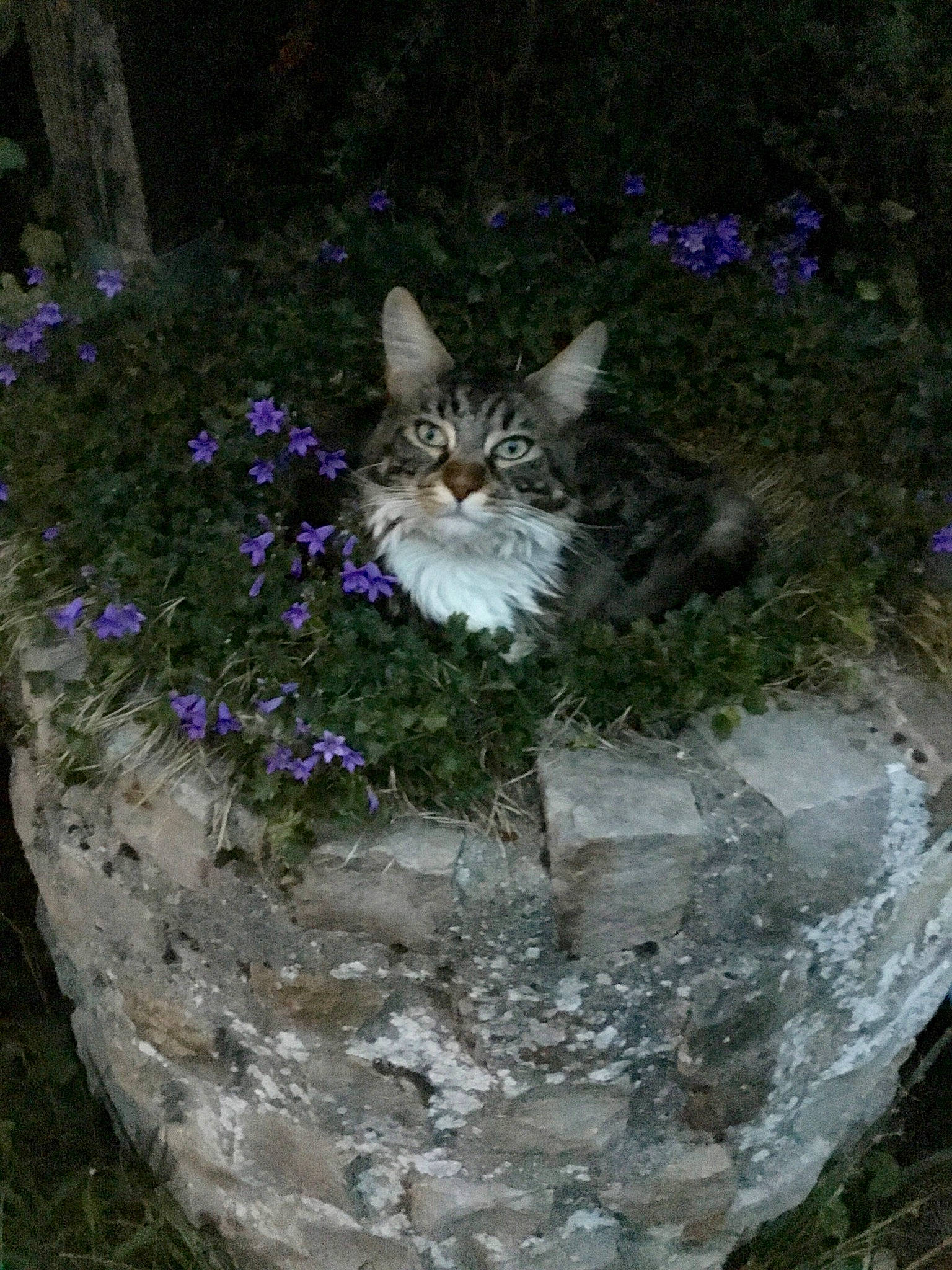 Symba a rejoint le concours — aidez-le/la à gagner de superbes lots ! aegean_cat, bellflower_family, carnivore, cat, domestic_short_haired_cat, european_shorthair, fawn, felidae, flower, herbaceous_plant, kitten, plant, small_to_medium_sized_cats, tabby_cat, violet_family, whiskers, wild_cat, wildflower