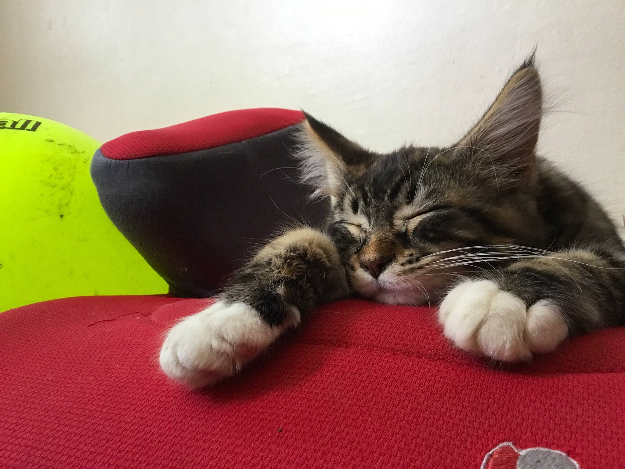 Symba a rejoint le concours — aidez-le/la à gagner de superbes lots ! american_shorthair, asian, ball, carnivore, cat, claw, domestic_short_haired_cat, european_shorthair, felidae, fur, kitten, mammal, nap, paw, polydactyl_cat, small_to_medium_sized_cats, tabby_cat, whiskers