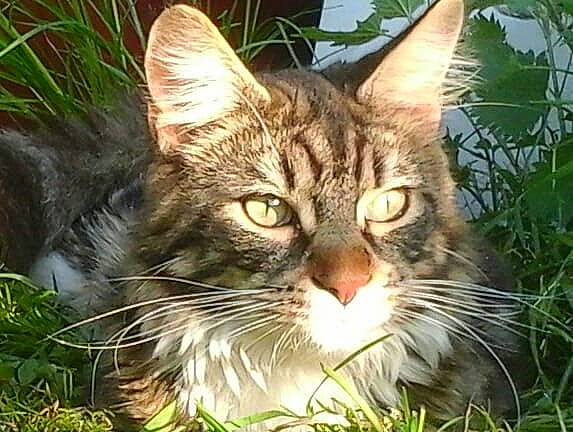 Symba a rejoint le concours — aidez-le/la à gagner de superbes lots ! american_wirehair, carnivore, cat, domestic_short_haired_cat, dragon_li, european_shorthair, felidae, grass, maine_coon, mammal, norwegian_forest_cat, organism, plant, siberian, small_to_medium_sized_cats, snout, tabby_cat, toyger, whiskers, wild_cat