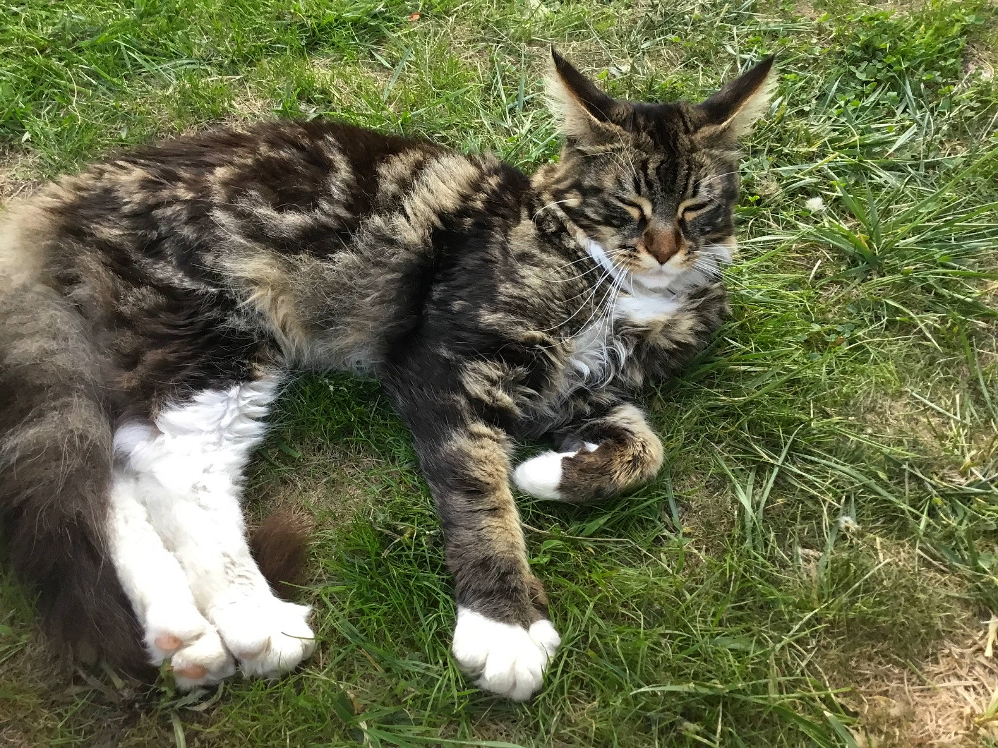 Symba participe au concours pour gagner de l'argent avec cette photo : carnivore, cat, domestic_short_haired_cat, european_shorthair, felidae, grass, kitten, maine_coon, norwegian_forest_cat, organism, plant, small_to_medium_sized_cats, tabby_cat, tail, whiskers, wild_cat, wildlife