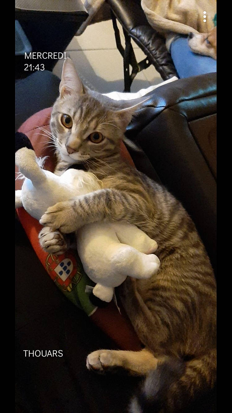 Poggy participe au concours pour gagner de l'argent avec cette photo : aegean_cat, american_wirehair, arabian_mau, asian, california_spangled, carnivore, cat, domestic_short_haired_cat, dragon_li, european_shorthair, felidae, german_rex, kitten, mammal, photo_caption, photography, small_to_medium_sized_cats, tabby_cat, vertebrate, whiskers