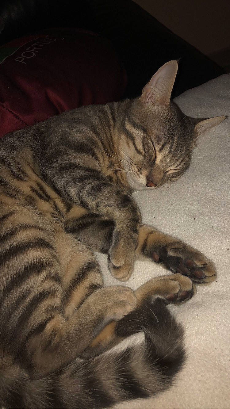 Poggy a rejoint le concours — aidez-le/la à gagner de superbes lots ! american_shorthair, asian, california_spangled, carnivore, cat, domestic_short_haired_cat, dragon_li, egyptian_mau, european_shorthair, felidae, kitten, mammal, nap, ocicat, paw, pixie_bob, small_to_medium_sized_cats, tabby_cat, toyger, whiskers