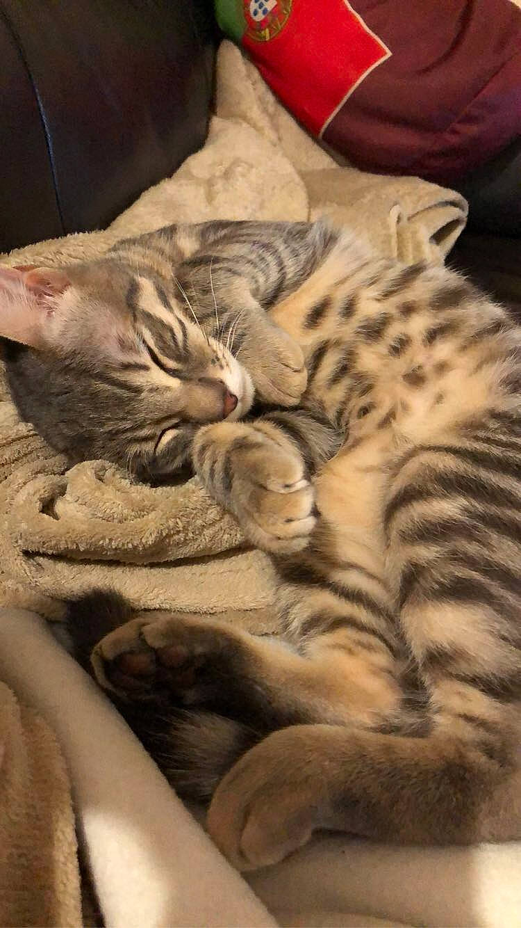 Poggy participe au concours pour gagner de l'argent avec cette photo : american_shorthair, asian, australian_mist, california_spangled, carnivore, cat, domestic_short_haired_cat, dragon_li, egyptian_mau, european_shorthair, felidae, kitten, mammal, nap, ocicat, pixie_bob, small_to_medium_sized_cats, tabby_cat, vertebrate, whiskers