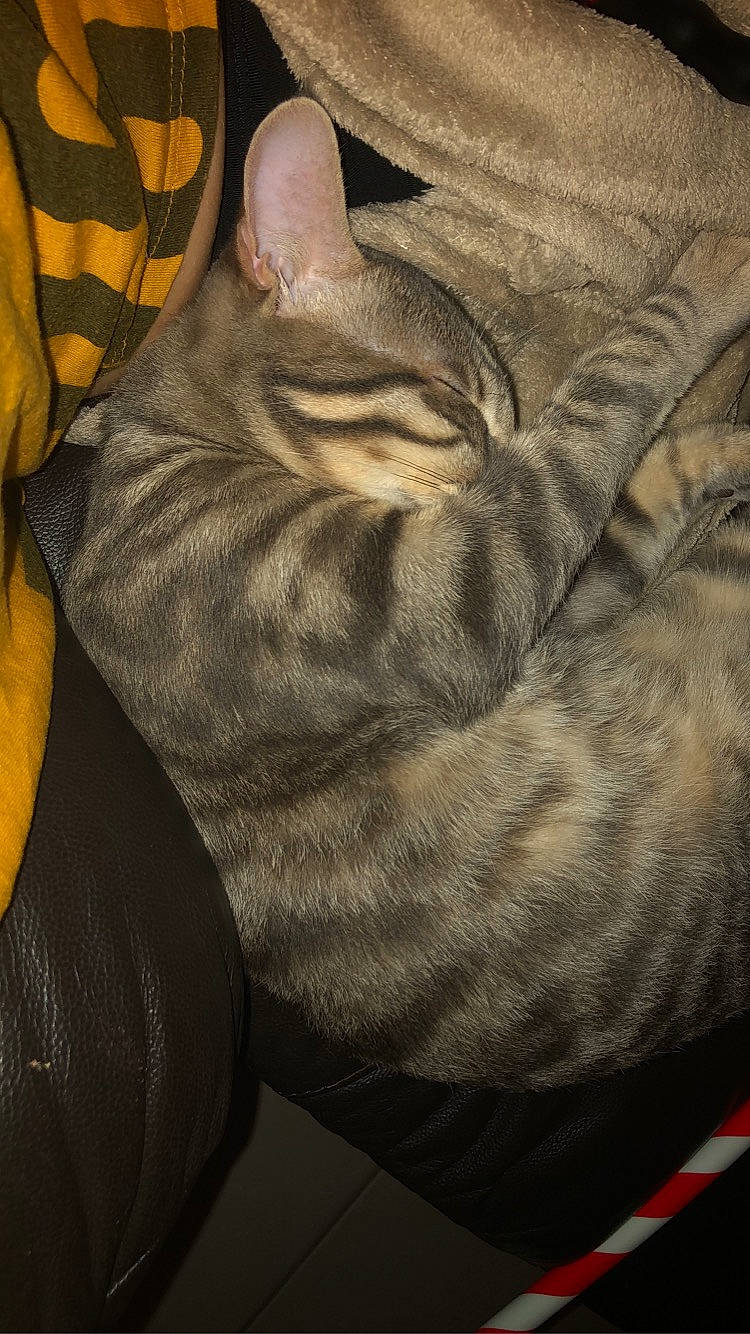 Poggy participe au concours pour gagner de l'argent avec cette photo : american_shorthair, asian, carnivore, cat, donskoy, fawn, felidae, kitten, peterbald, small_to_medium_sized_cats, snout, sphynx, tail, whiskers