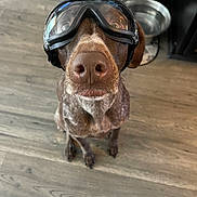 Duchess is registered to the contest to win money with this photo: dog, goggles, pet, brown_dog, indoor, wooden_floor, animal, close_up, funny, cute, sitting, looking_up, canine, household, companion, domestic_animal, portrait, face, nose, ears