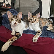 Aurora joined the competition — help win amazing prizes! cat, tabby_cat, pet, animal, indoor, chair, furniture, towel, curious, resting, two_cats, striped, cute, domestic_cat, whiskers, paws, ears, alert, companion, relaxed