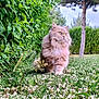 Meïko participe au concours pour gagner de l'argent avec cette photo : cat, fluffy, outdoor, grass, greenery, bush, tree, petals, nature, animal, feline, walking, garden, fur, eyes, whiskers, mammal, daylight, plant, leaf