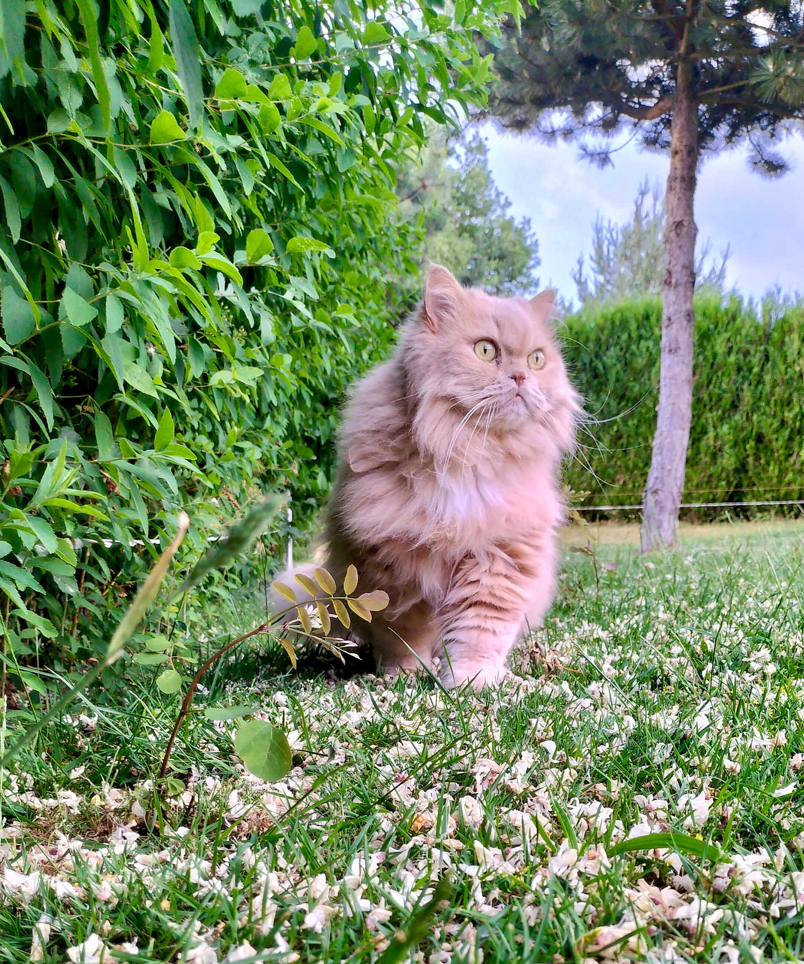 Meïko participe au concours pour gagner de l'argent avec cette photo : cat, fluffy, outdoor, grass, greenery, bush, tree, petals, nature, animal, feline, walking, garden, fur, eyes, whiskers, mammal, daylight, plant, leaf