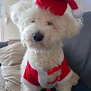 Maya a rejoint le concours — aidez-le/la à gagner de superbes lots ! animal, architecture, ball, bison, canine, couch, cushion, dog, football, furniture, homedecor, indoors, pet, poodle, puppy, soccer, soccerball, sport, terrier, whitedog