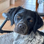 Nicole Girard participe au concours pour gagner de l'argent avec cette photo : animal, black_and_white, brown_eyes, chair, close_up, cute, dog, floor, floppy_ears, headshot, home, indoors, long_hair, looking_at_camera, pet, portrait, rug, speckled_fur, table, wooden_floor