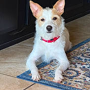 Doug joined the competition — help win amazing prizes! dog, pet, indoor, collar, white_fur, tan_fur, tile_floor, rug, animal, canine, ears, face, paw, laying_down, looking_at_camera, domestic, fur, quiet, home, companion