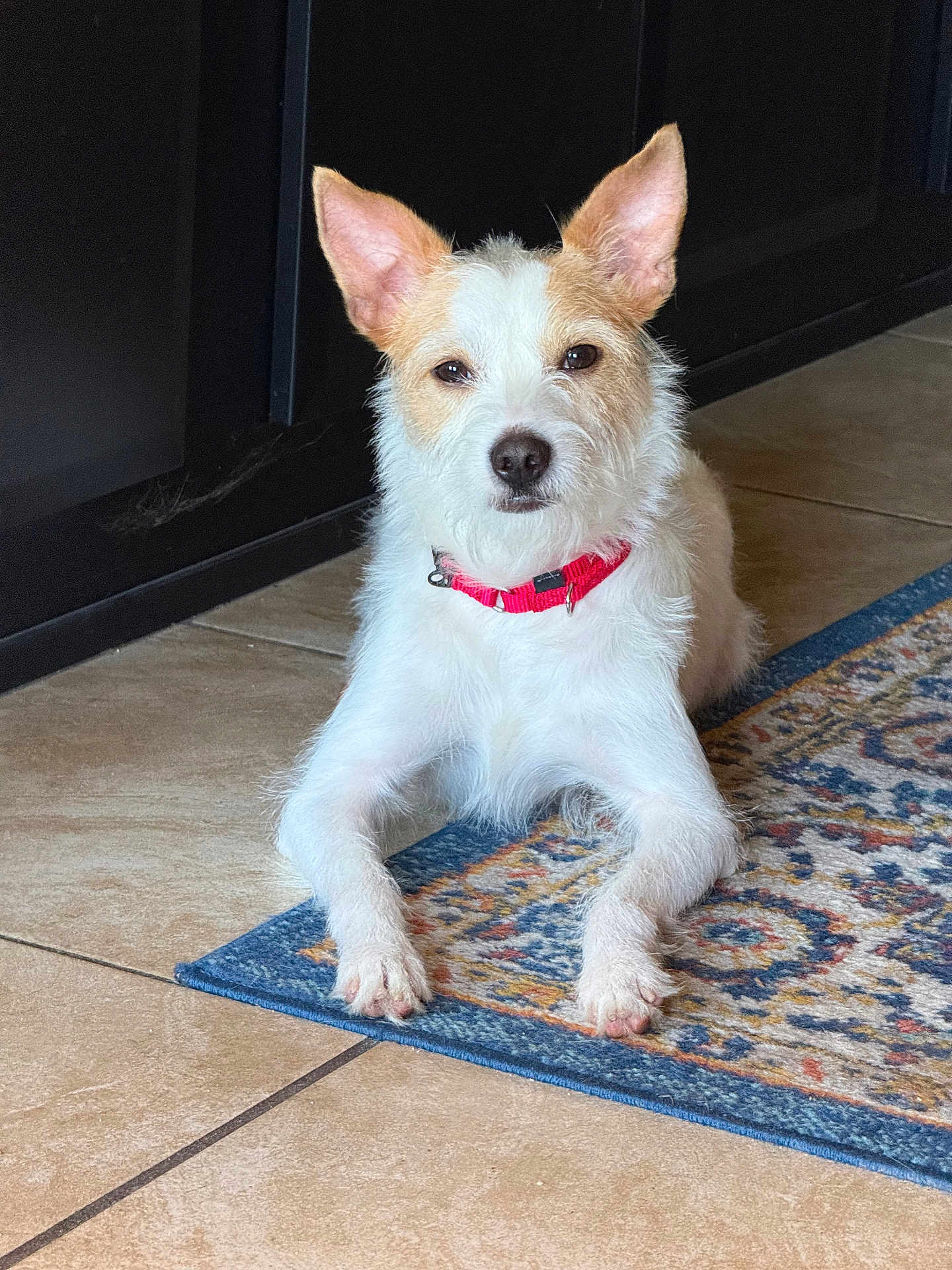 Doug joined the competition — help win amazing prizes! dog, pet, indoor, collar, white_fur, tan_fur, tile_floor, rug, animal, canine, ears, face, paw, laying_down, looking_at_camera, domestic, fur, quiet, home, companion