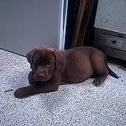 Bess a rejoint le concours — aidez-le/la à gagner de superbes lots ! puppy, dog, brown, floor, indoor, pet, animal, laying, young, curious, canine, cute, resting, domestic, fur, small, adorable, companion, quiet, relaxed