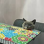 cat, gray_cat, blue_eyes, table, placemat, colorful, floral_pattern, chair, indoor, curious, pet, animal, feline, face, head, looking, closeup, domestic, cozy, resting
