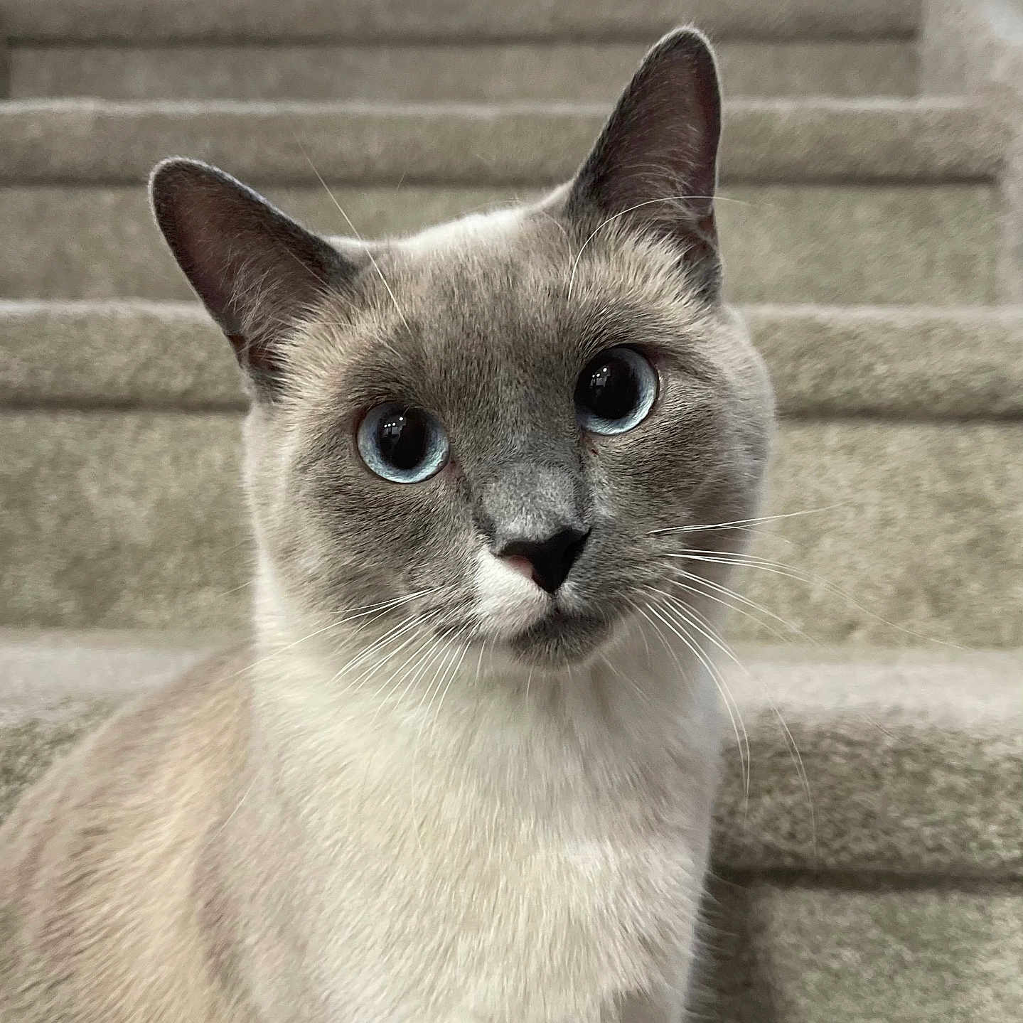 Yuuka is registered to the contest to win money with this photo: animal, blue_eyes, carpet, cat, close_up, curious, cute, domestic_animal, ears, face, feline, fur, indoors, mammal, pet, portrait, siamese_cat, sitting, staircase, whiskers